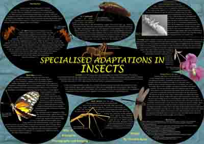 poster on the various adaptations of insects